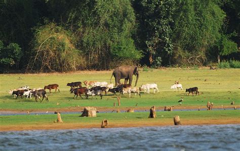  Nagarhole National Park: Lumoava luonto ja kiehtova eläinmaailma!